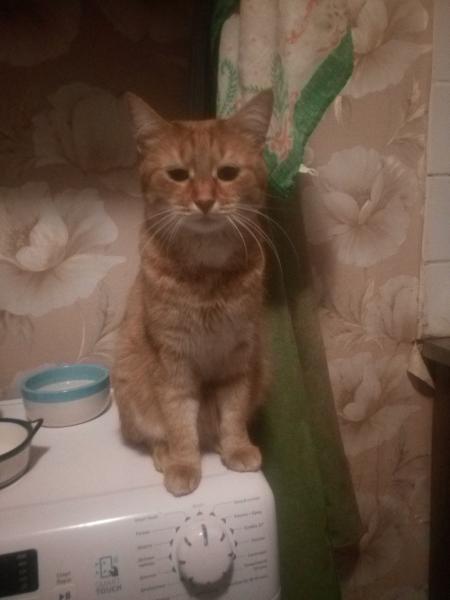 Лиза